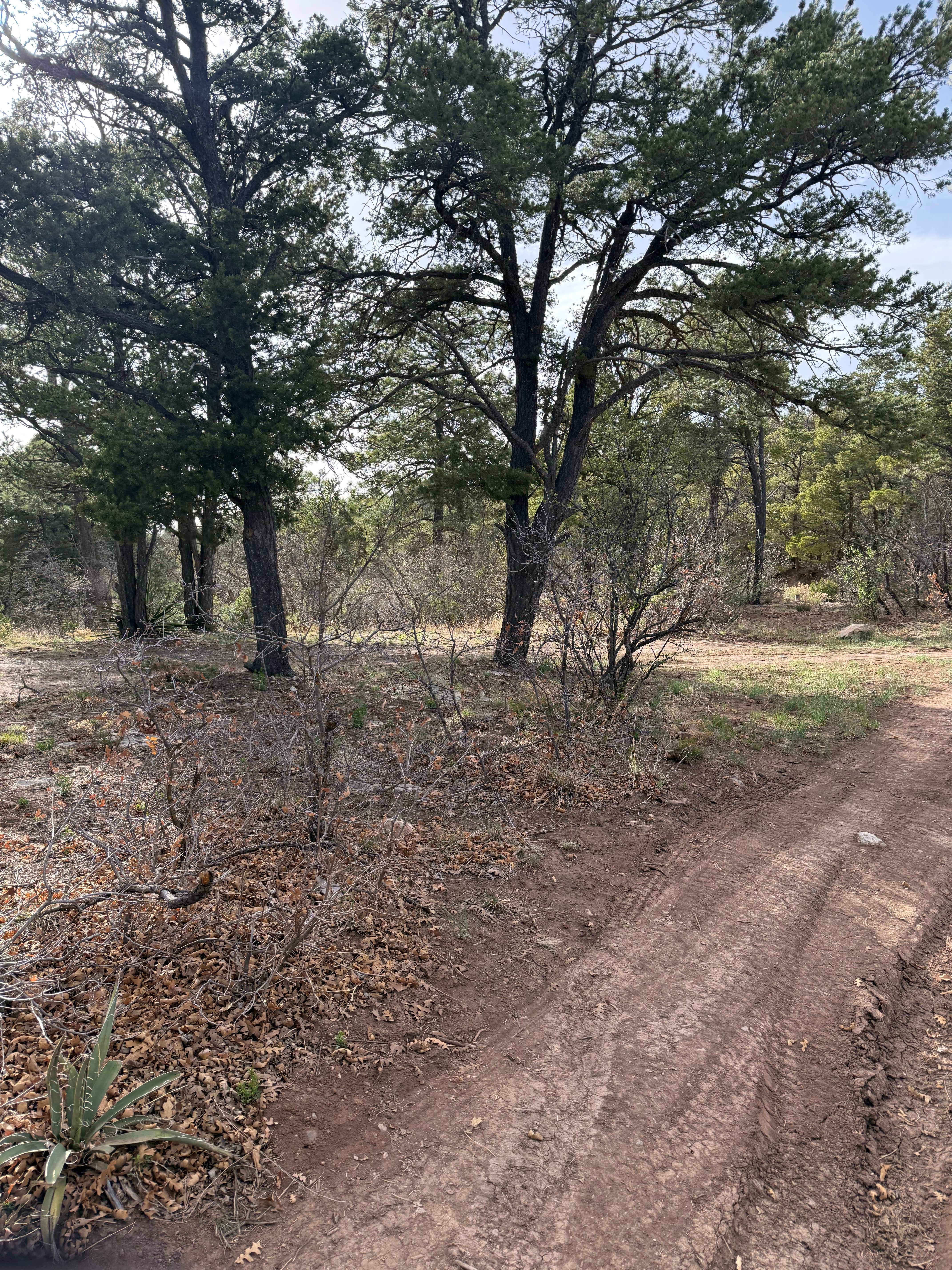 Camper-submitted photo at Manzanita Rec Zone Dispersed Camping - Sandia District near Tijeras, NM