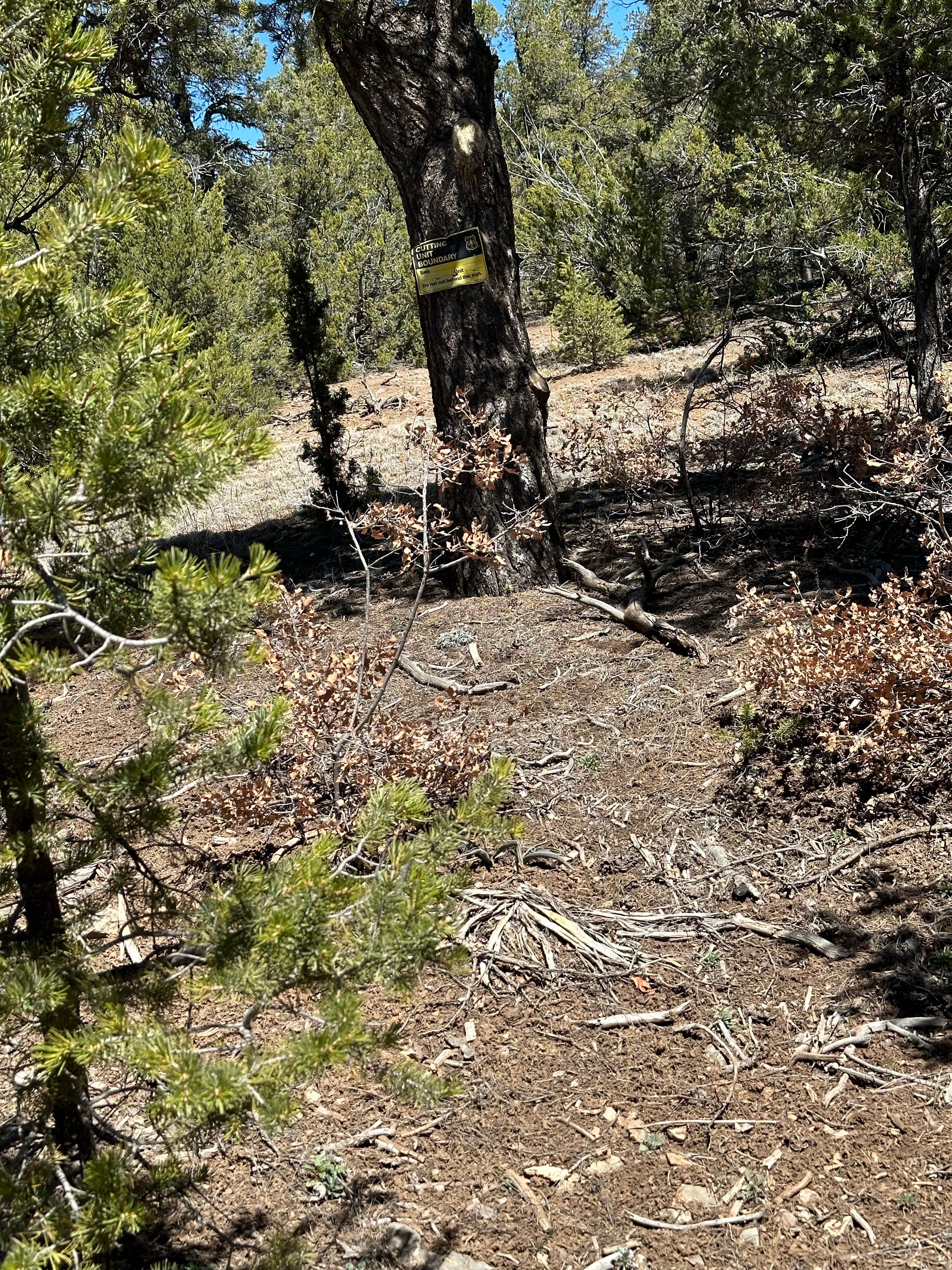 Camper submitted image from Manzanita Rec Zone Dispersed Camping - Sandia District - 2