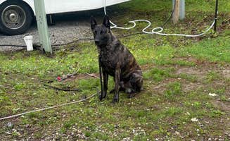 David P.'s photo of camping with pets at Maple Grove Campground near Burlington, VT