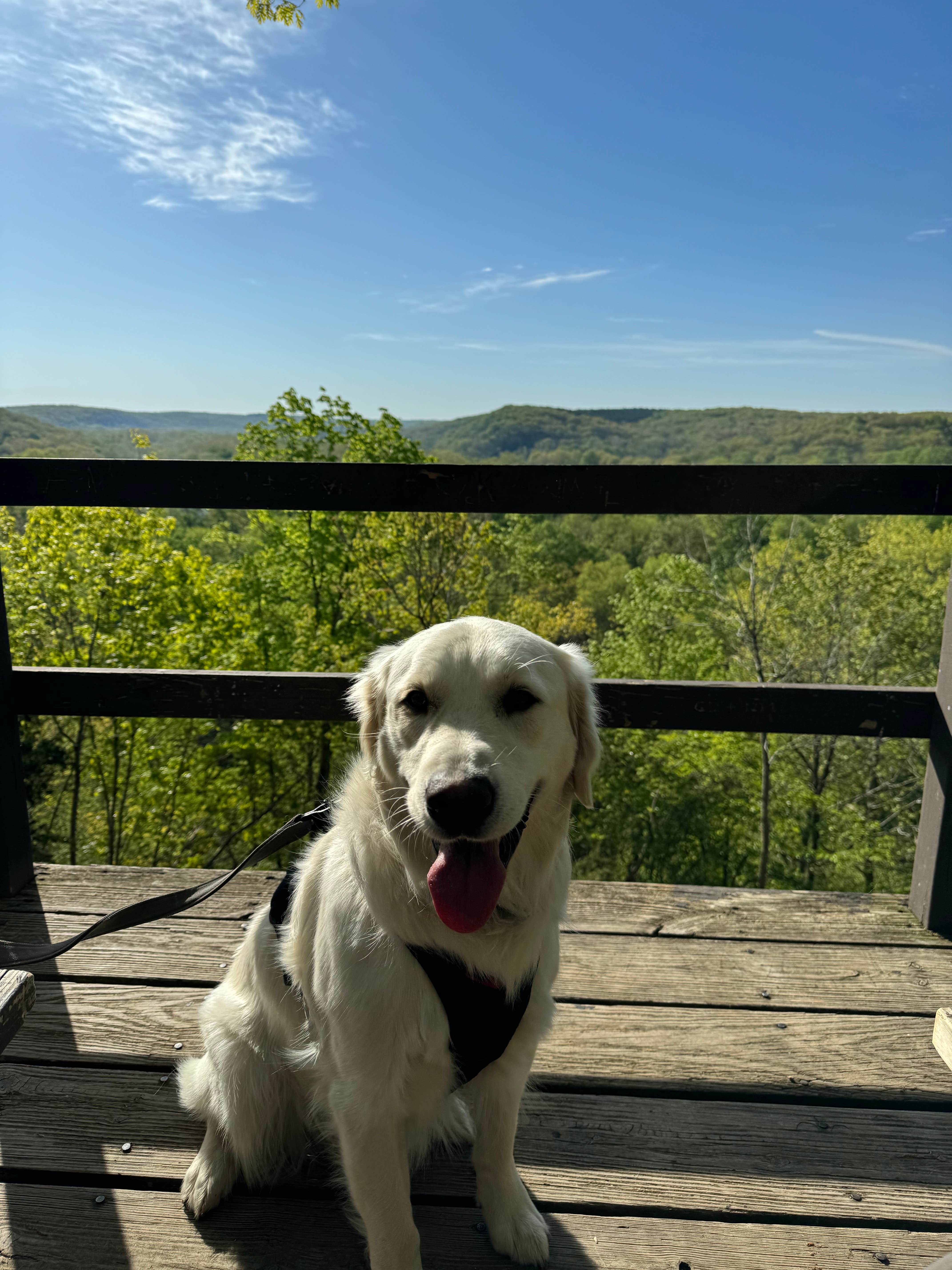 Kelsey S.'s photo of camping with pets at Maramec Spring Park near Rolla, MO