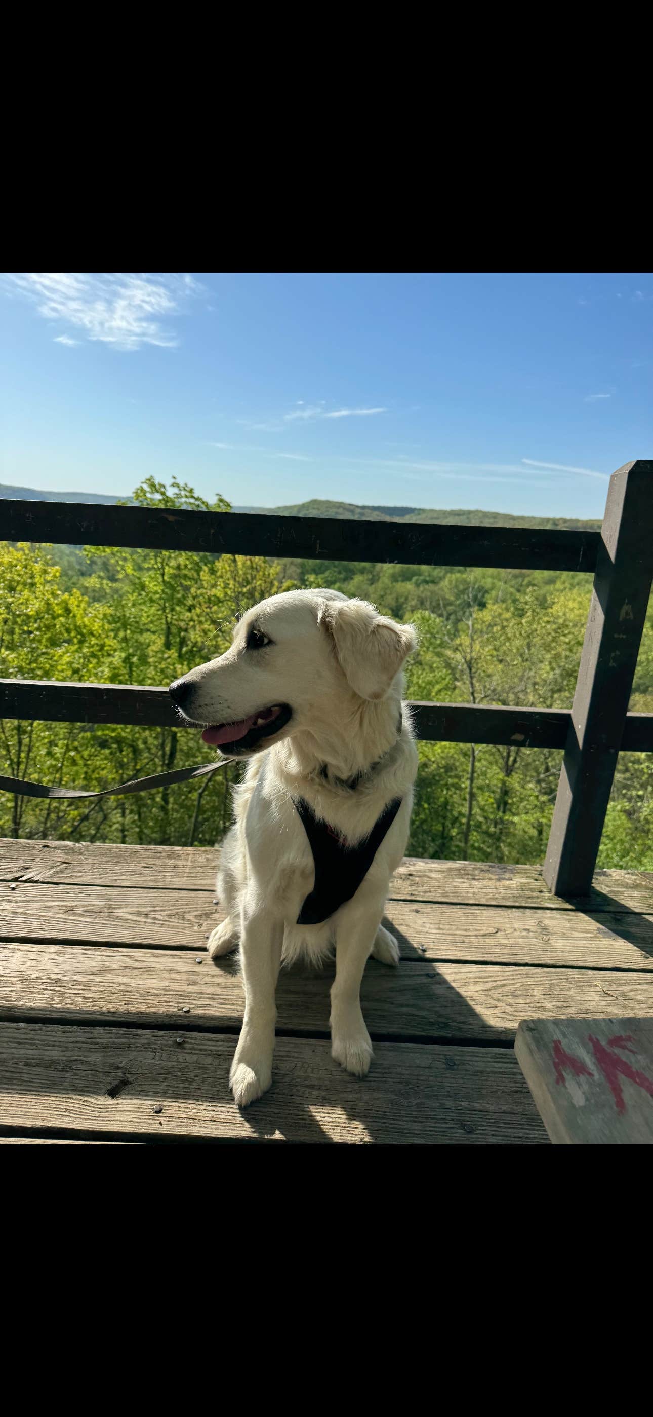 luke S.'s photo of camping with pets at Maramec Spring Park near Fort Leonard Wood, MO