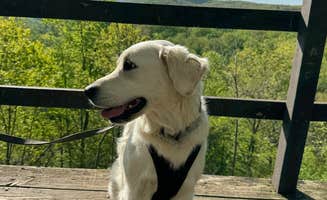 luke S.'s photo of camping with pets at Maramec Spring Park near Jadwin, MO