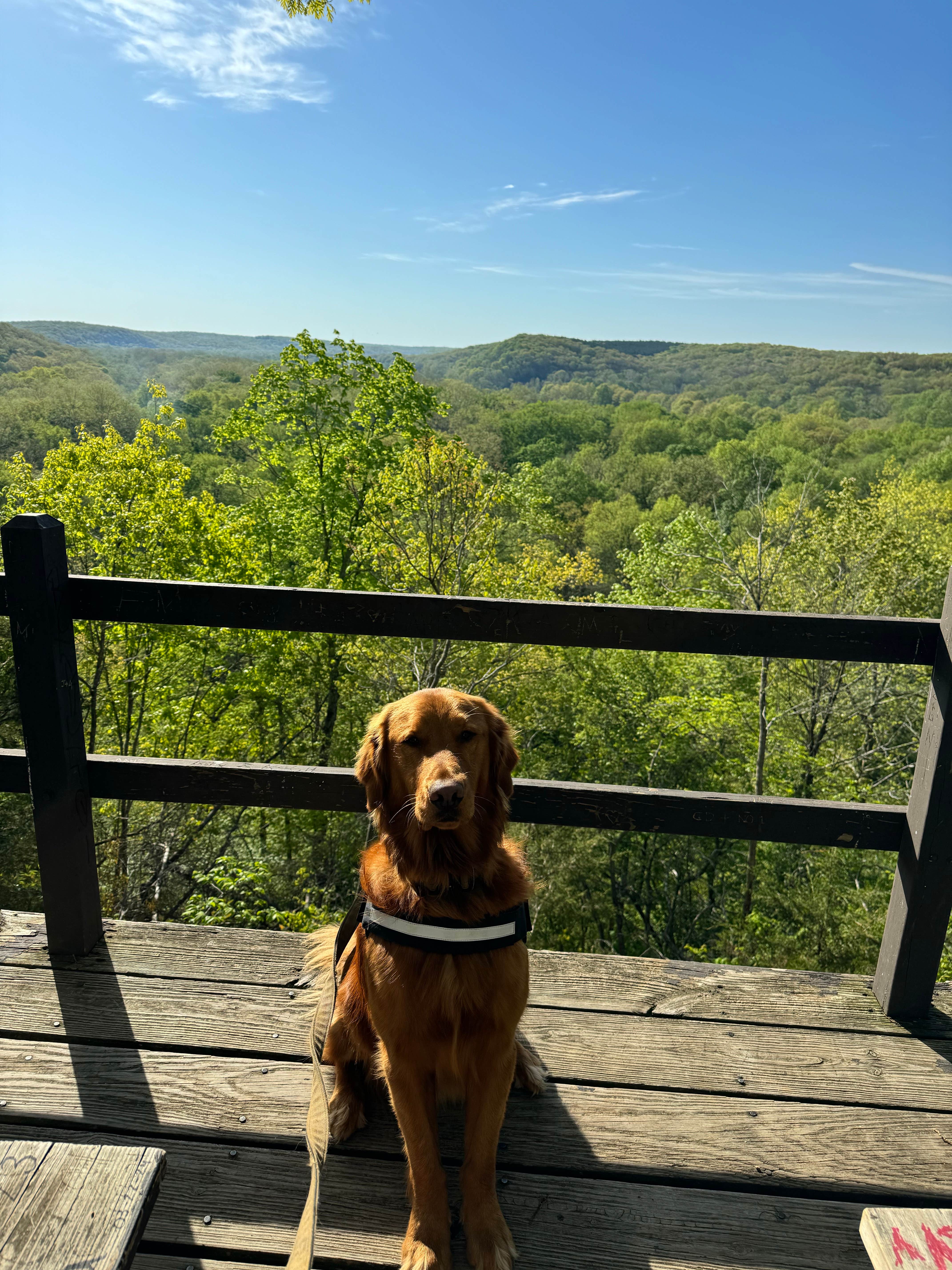 Kelsey S.'s photo of camping with pets at Maramec Spring Park near Fort Leonard Wood, MO