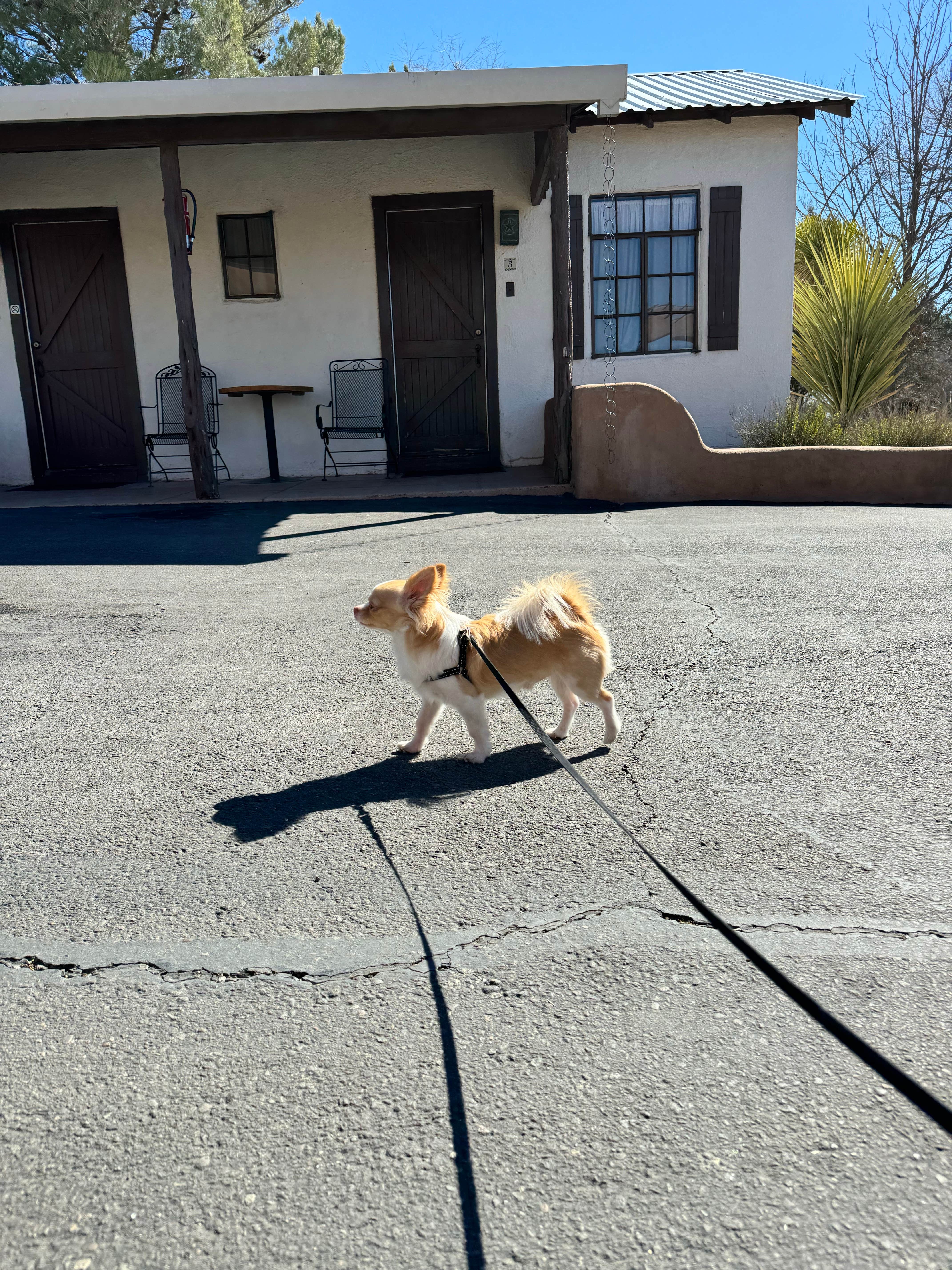 Brodie D.'s photo of camping with pets at Marathon Motel & RV Park near Marfa, TX