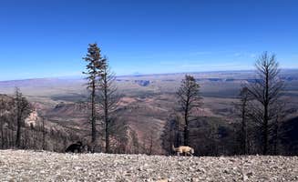 Elle M.'s photo of camping with pets at Marble View near Grand Canyon National Park