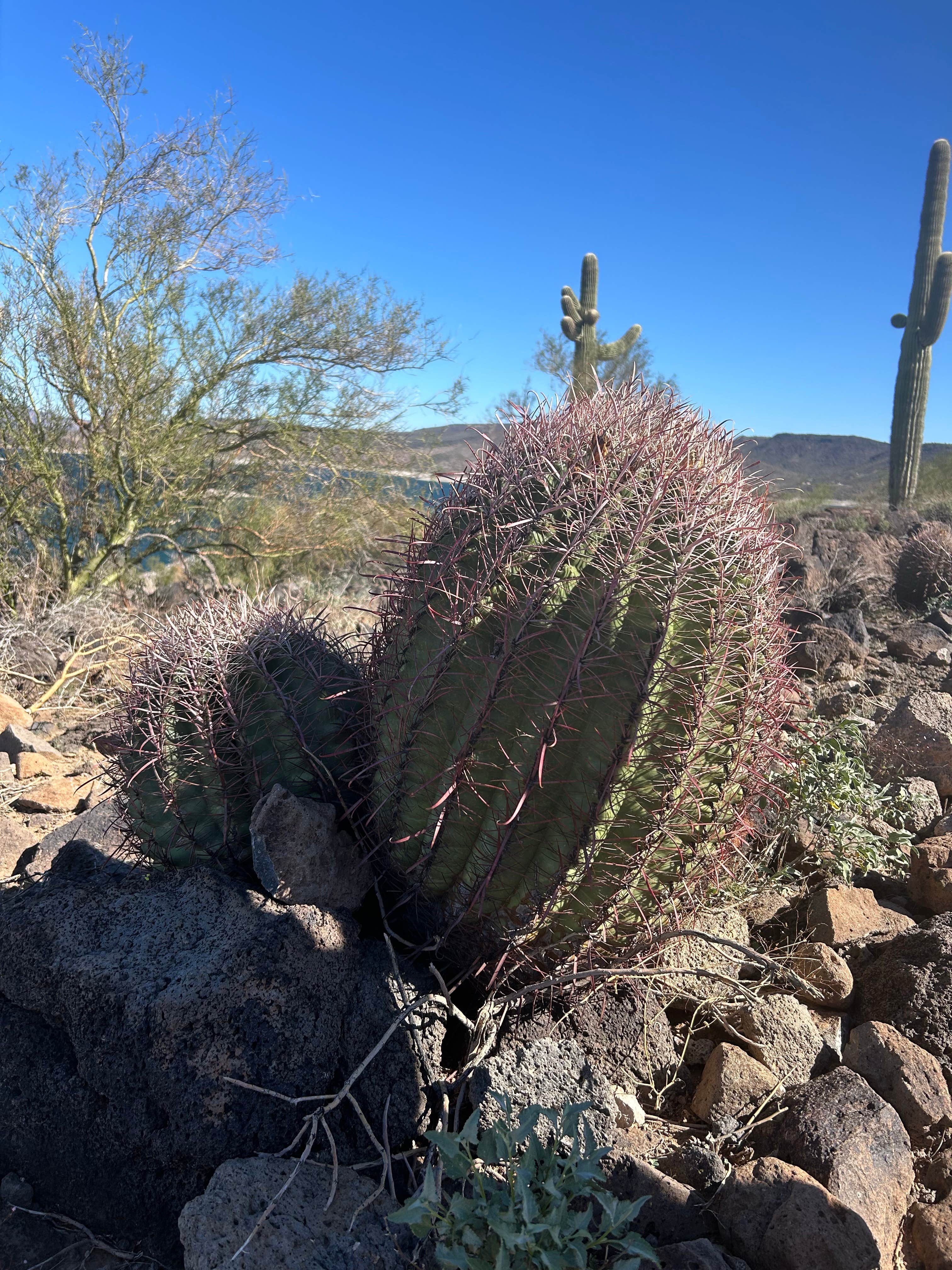Camper-submitted photo at Maricopa County Park Lake Pleasant near Anthem, AZ