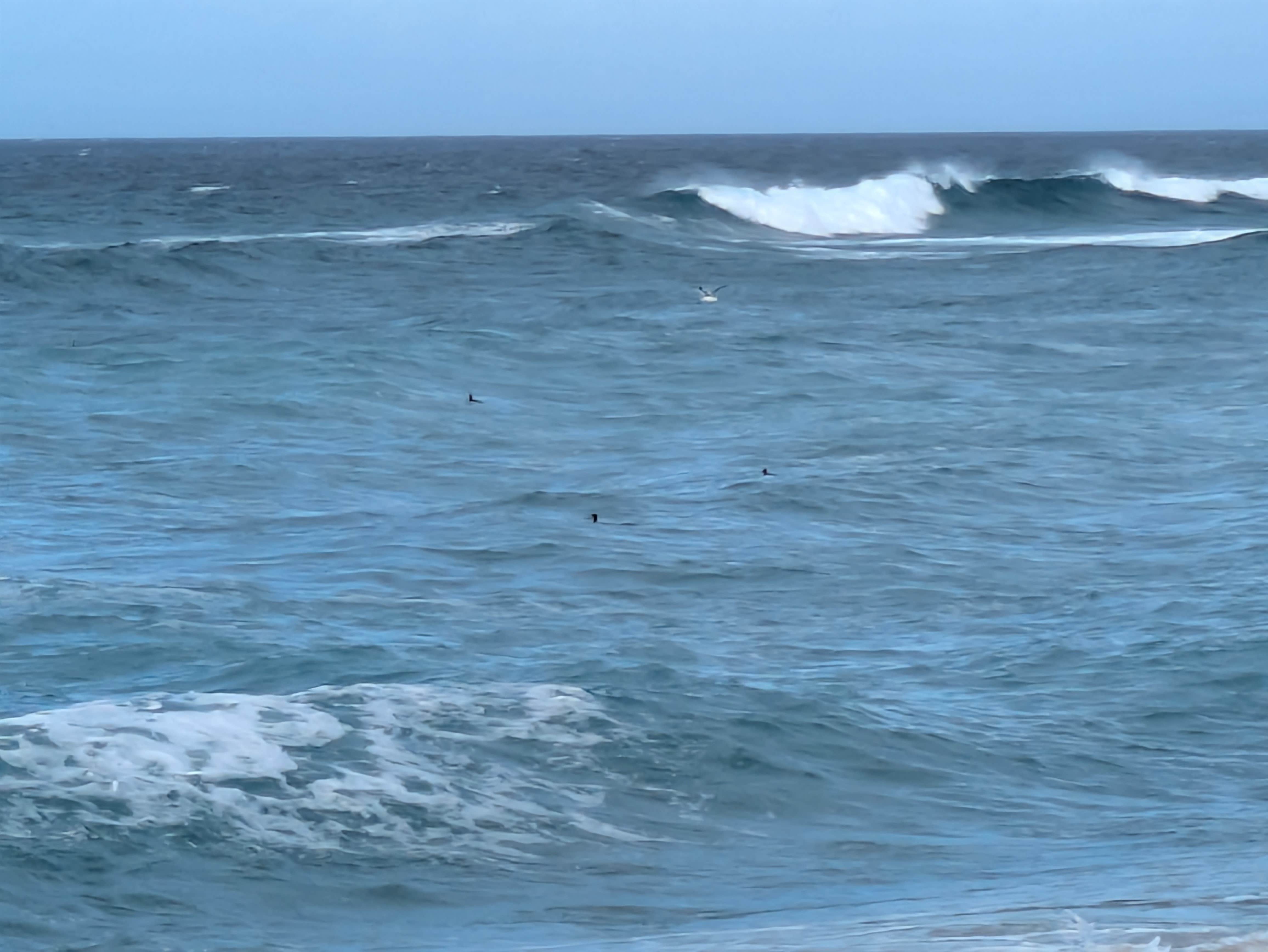 Camper-submitted photo at Marina Dunes RV Park near Monterey, CA