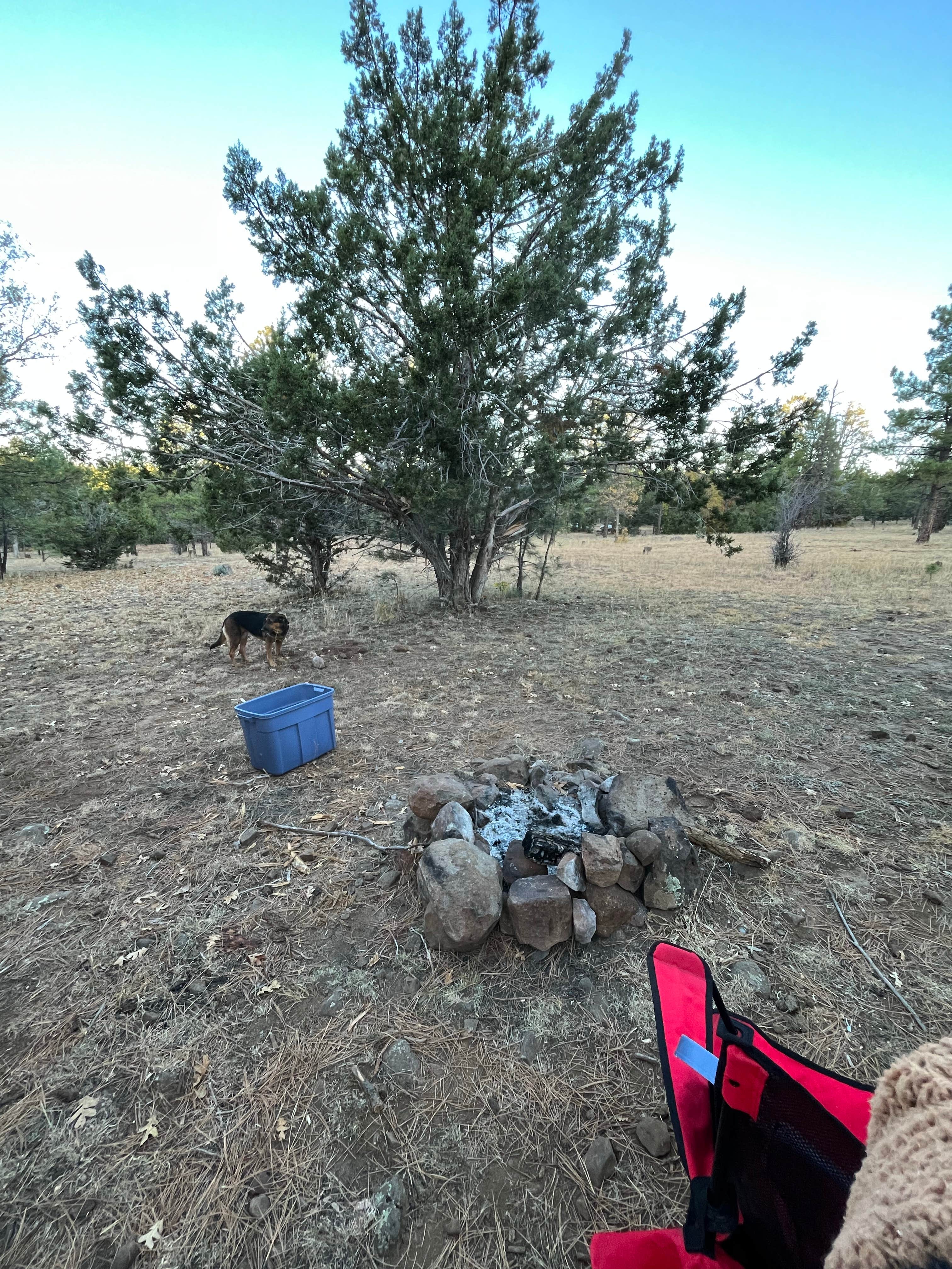 Anna E.'s photo of camping with pets at Marshall Lake near Flagstaff, AZ