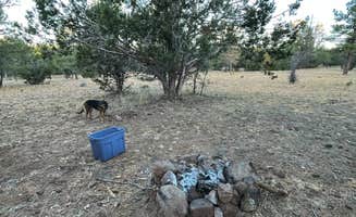 Anna E.'s photo of camping with pets at Marshall Lake near Mormon Lake, AZ
