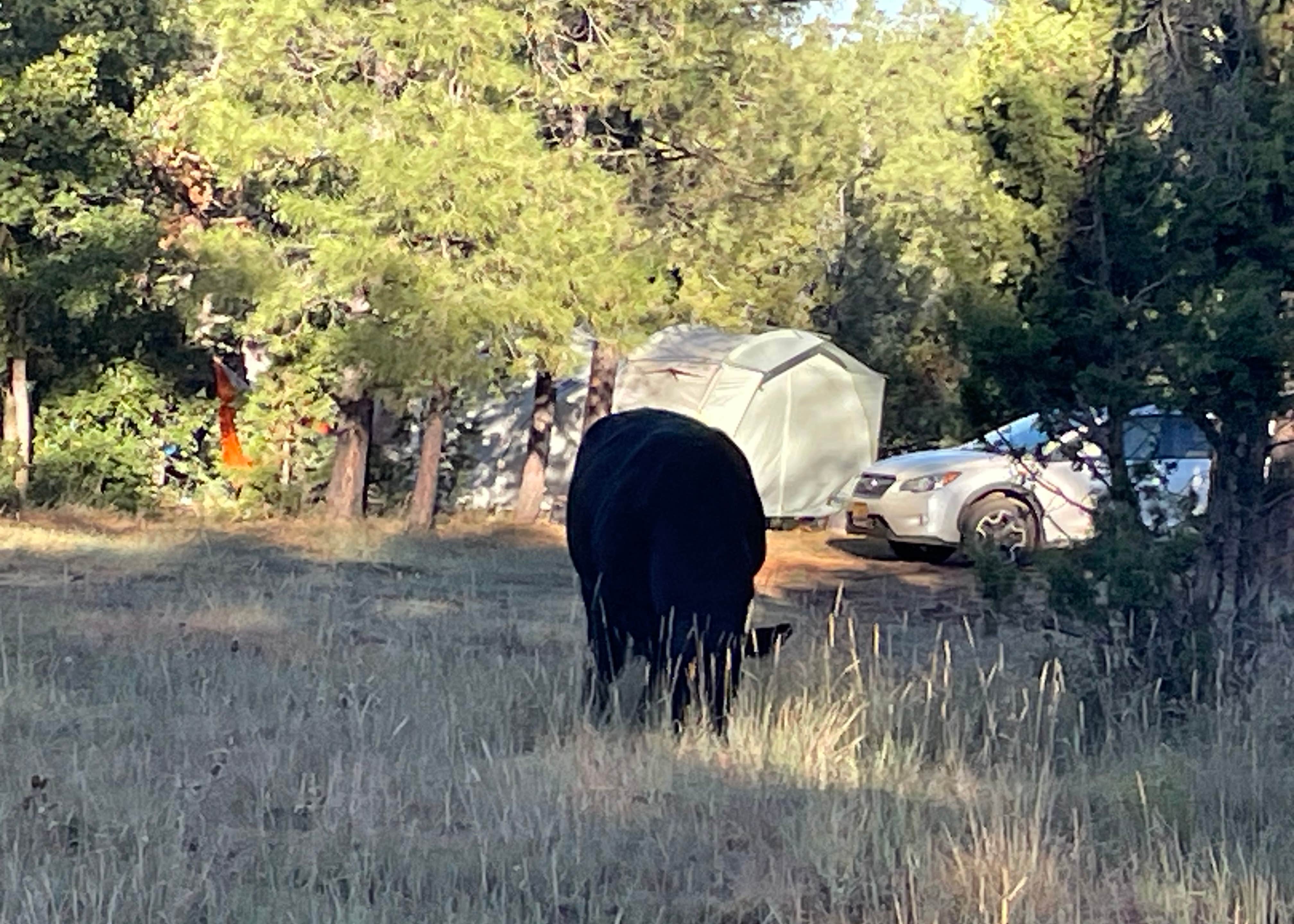 Marshall Lake Camping Flagstaff, AZ The Dyrt