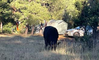 Angie A.'s photo of a dispersed camping area at Marshall Lake in Arizona