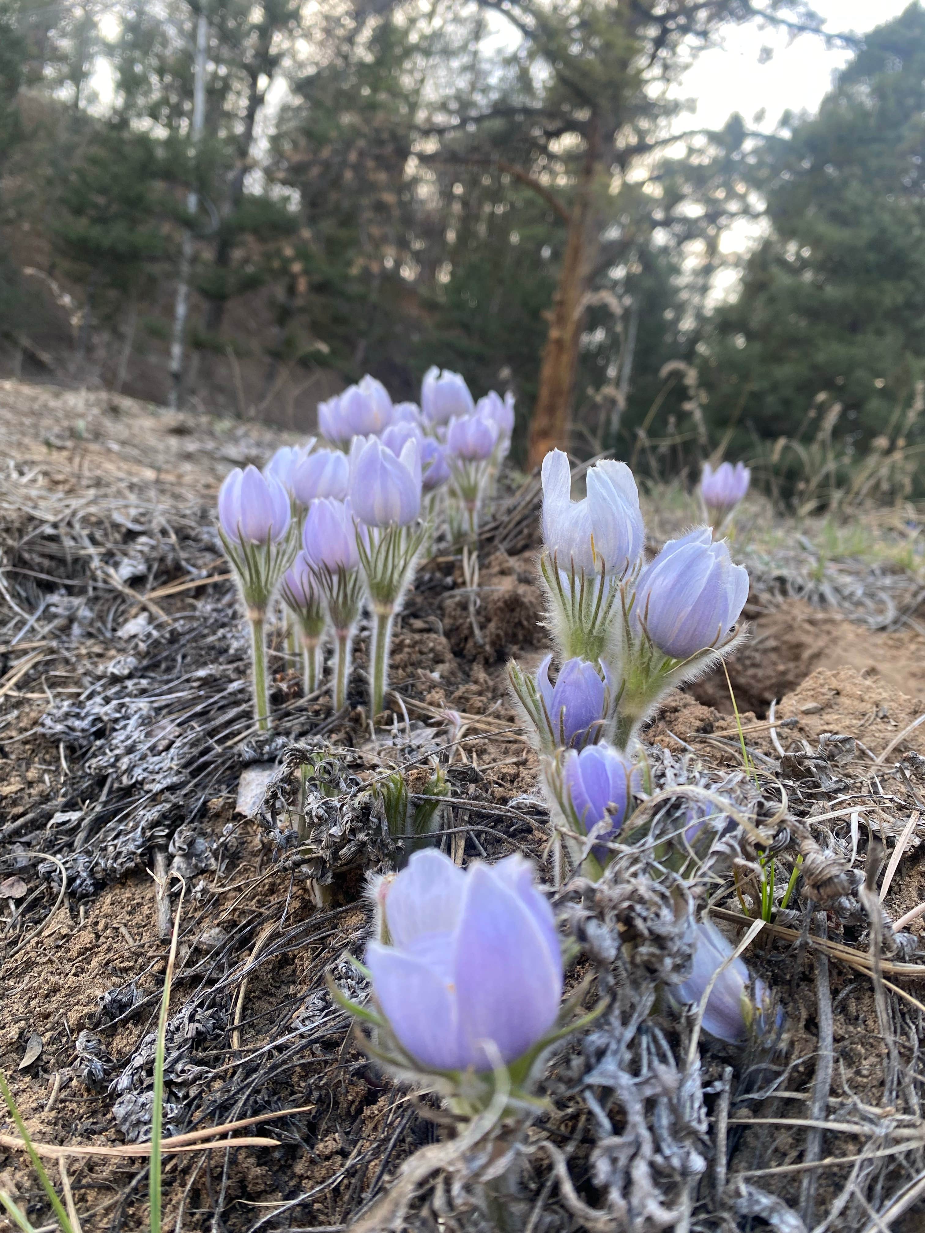Camper-submitted photo at Marshall Pass Dispersed near Howard, CO