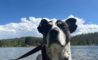 Nora S.'s photo of camping with pets at Marshall Pass near Howard, CO