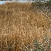 Review photo of Assateague State Park Campground by Laurie H., January 1, 2025