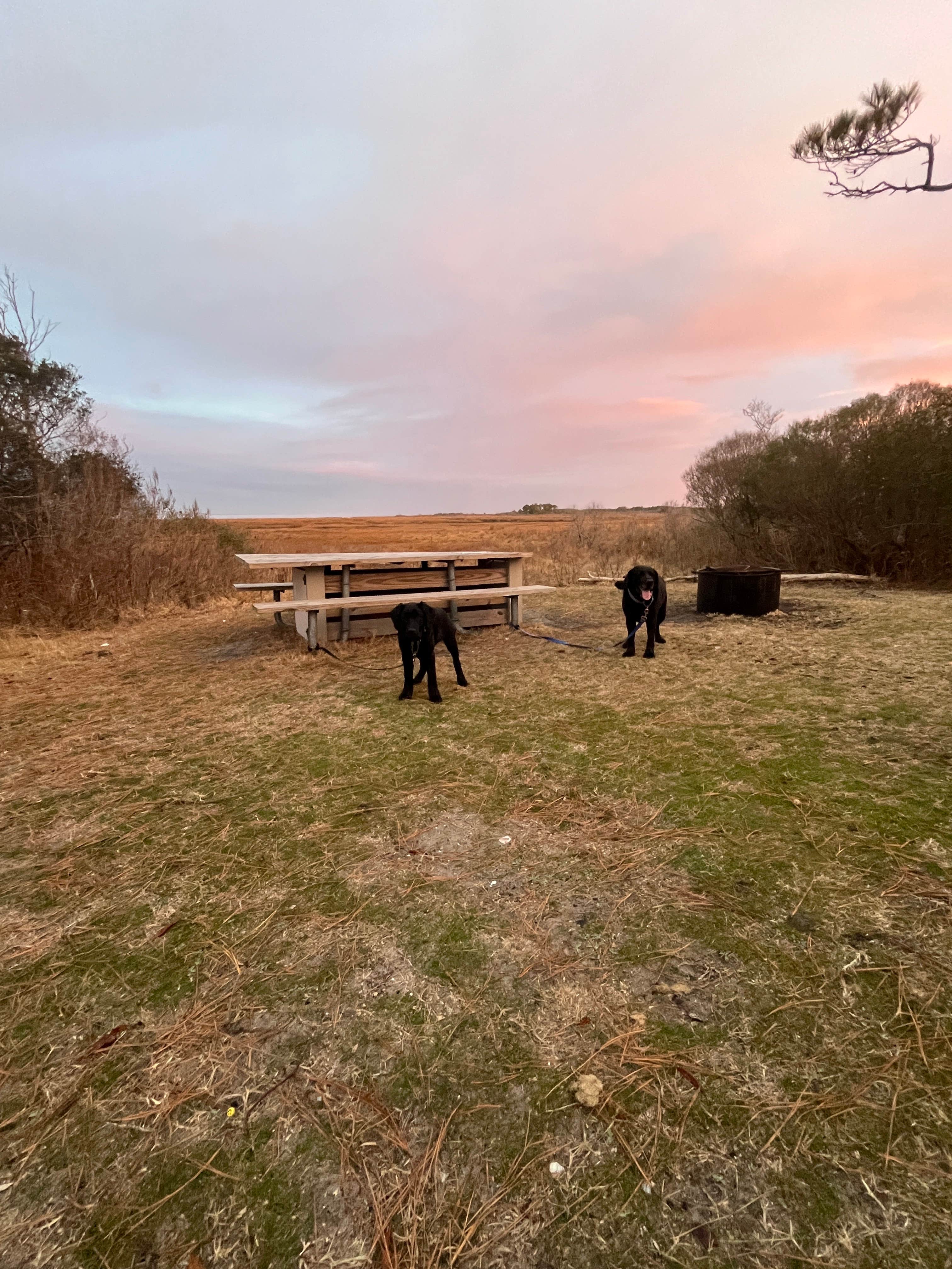 Laurie H.'s photo of camping with pets at Assateague State Park Campground near Dagsboro, DE