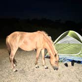 Review photo of Assateague State Park Campground by Jason M., September 11, 2024