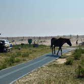 Review photo of Assateague State Park Campground by Jason M., September 11, 2024