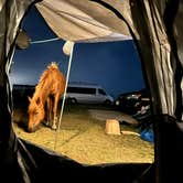 Review photo of Assateague State Park Campground by Jason M., September 11, 2024