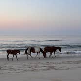 Review photo of Assateague State Park Campground by Marilyn B., September 16, 2026