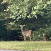 Review photo of Tuckahoe State Park Campground by Shawn , September 30, 2025