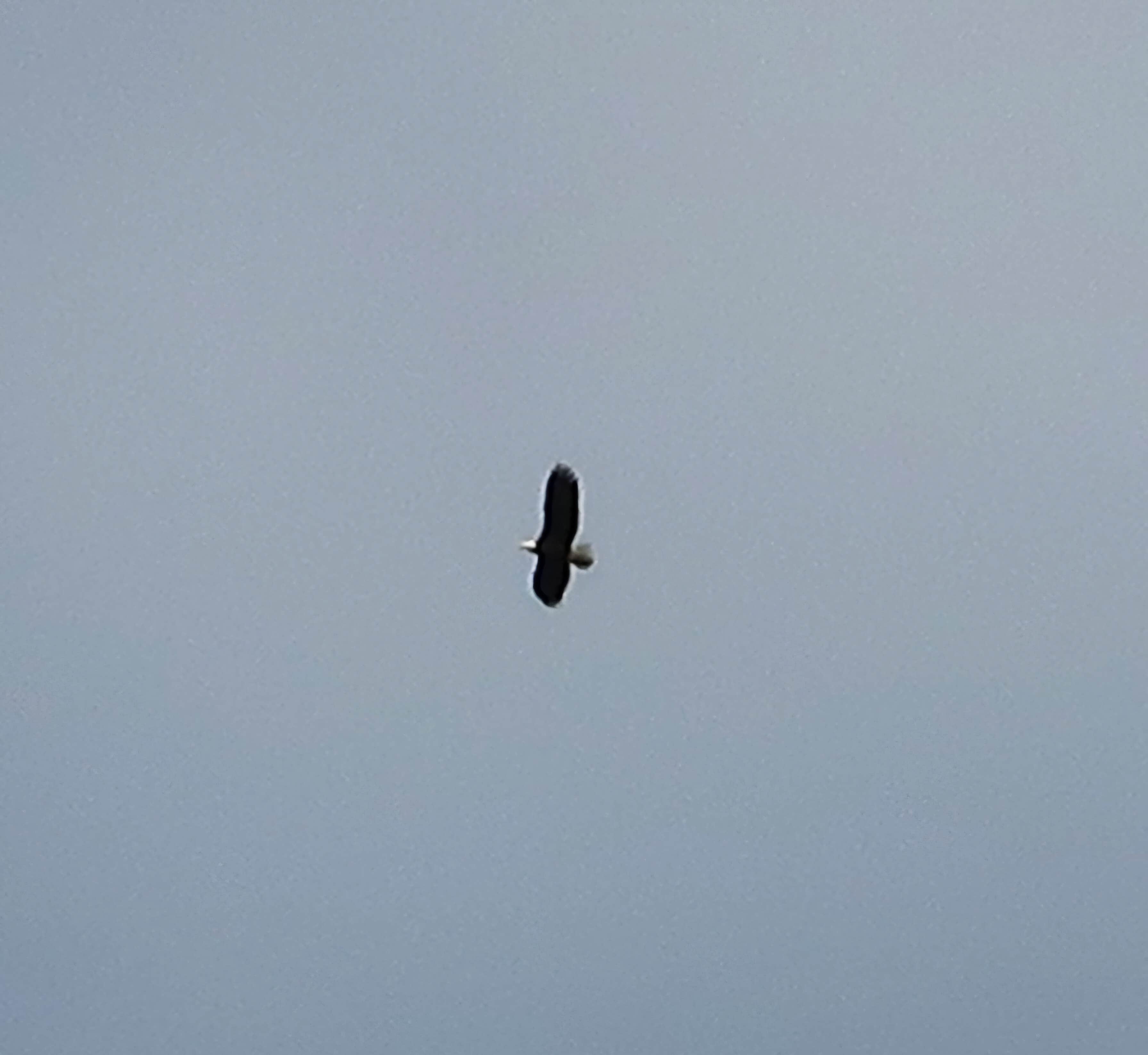 Camper-submitted photo at Mason's Olson Resort near Sekiu, WA