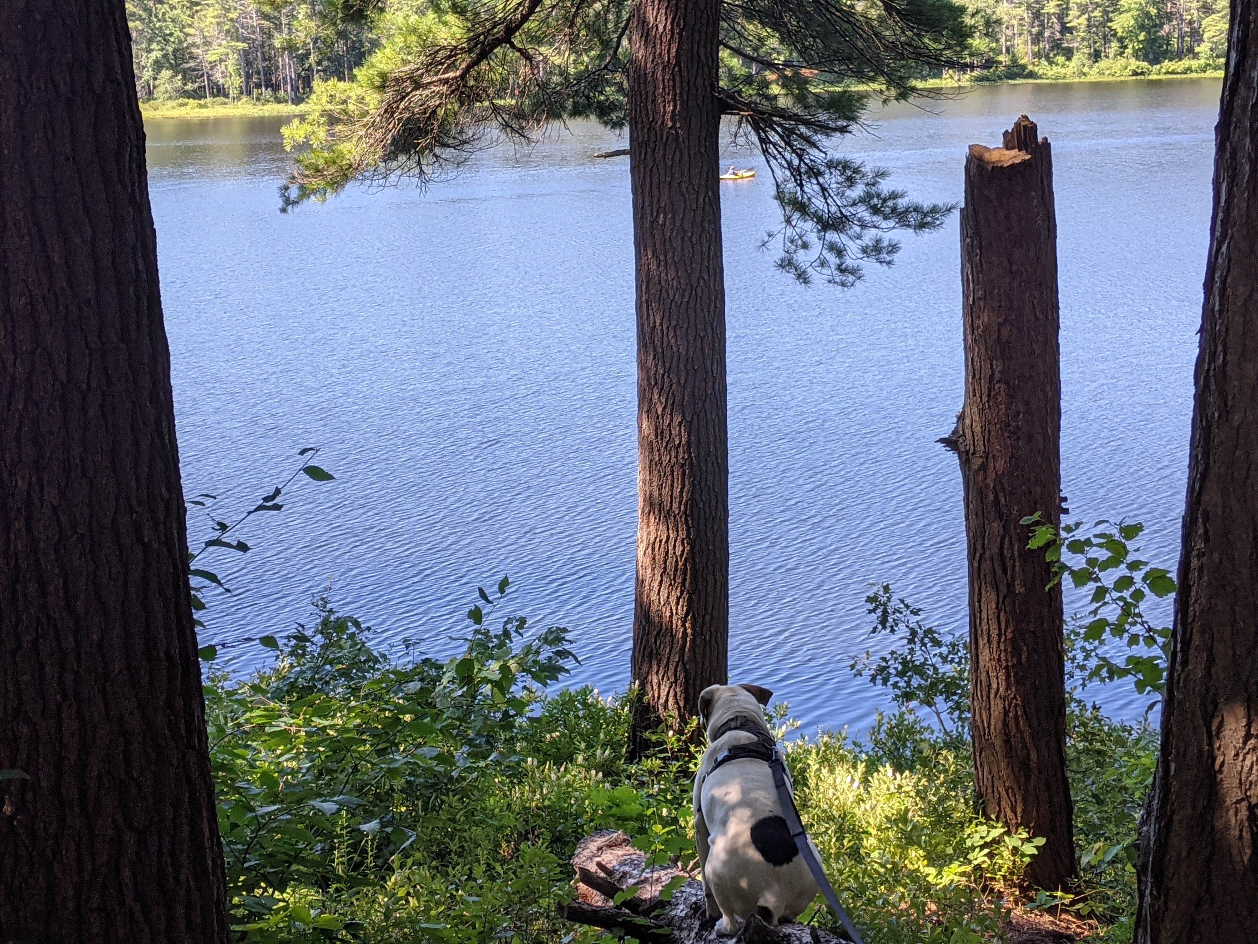 Bonnie B.'s photo of camping with pets at Lake Dennison Recreation Area Campground near Townsend, MA