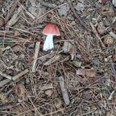 Review photo of Lake Dennison Recreation Area by Bonnie B., February 26, 2025