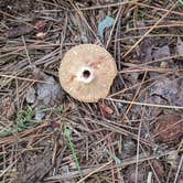 Review photo of Lake Dennison Recreation Area by Bonnie B., February 26, 2025