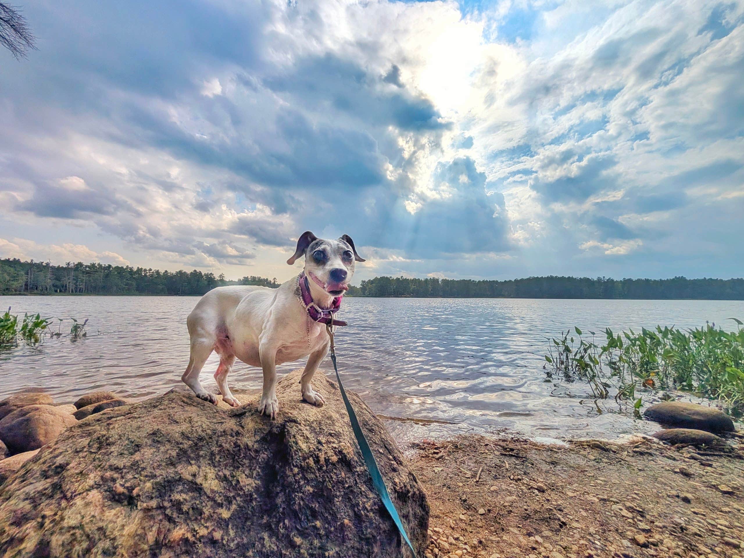 Rachael K.'s photo of camping with pets at Lake Dennison Recreation Area Campground near Princeton, MA