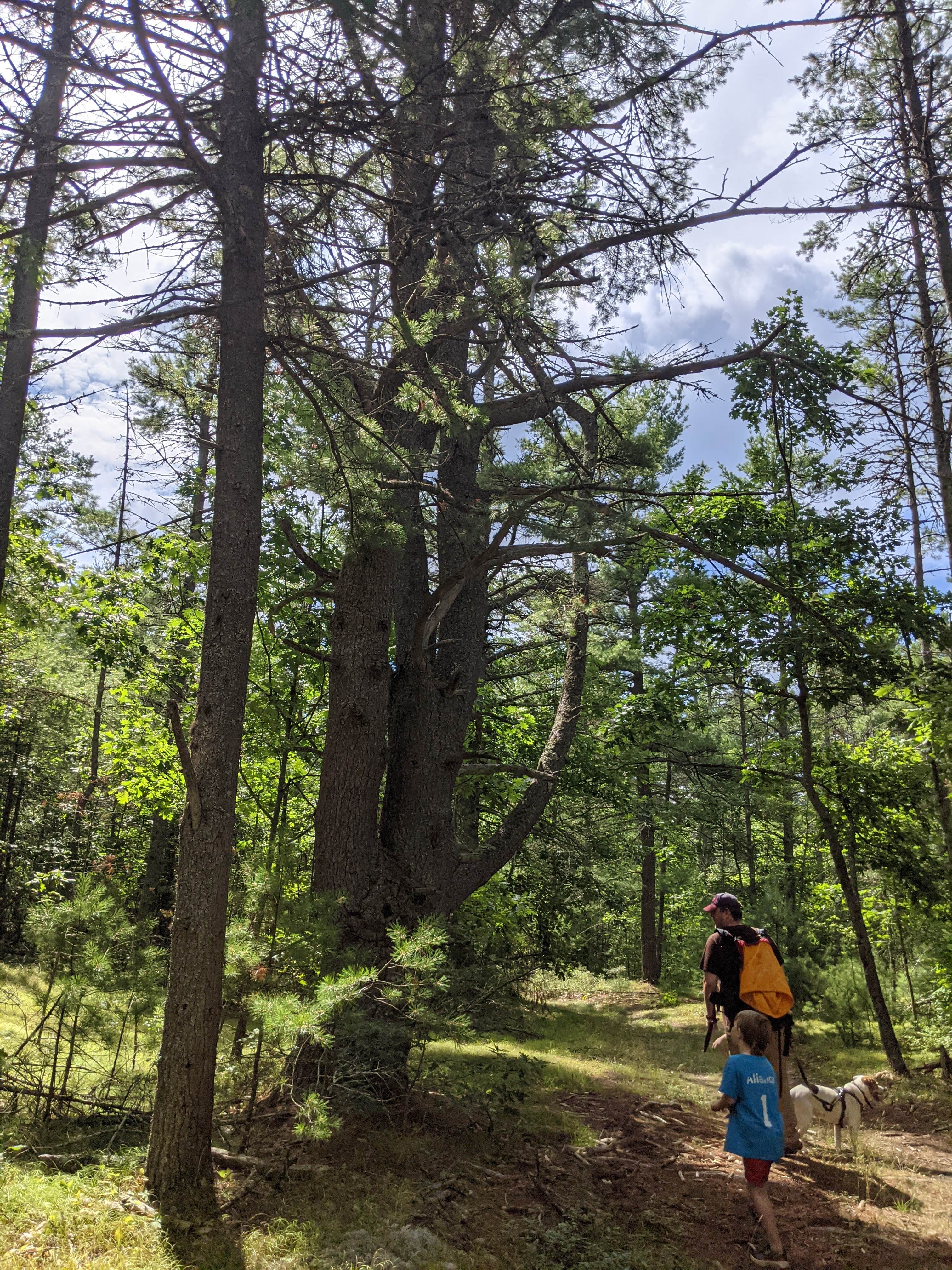 Bonnie B.'s photo of camping with pets at Lake Dennison Recreation Area Campground near Petersham, MA
