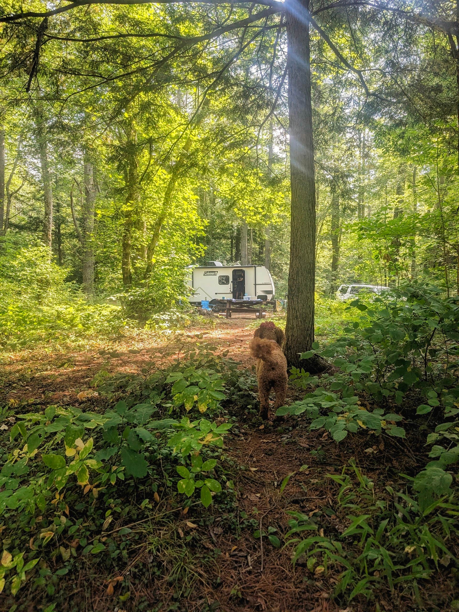 Rachael K.'s photo of camping with pets at Lake Dennison Recreation Area Campground near Edward MacDowell Lake