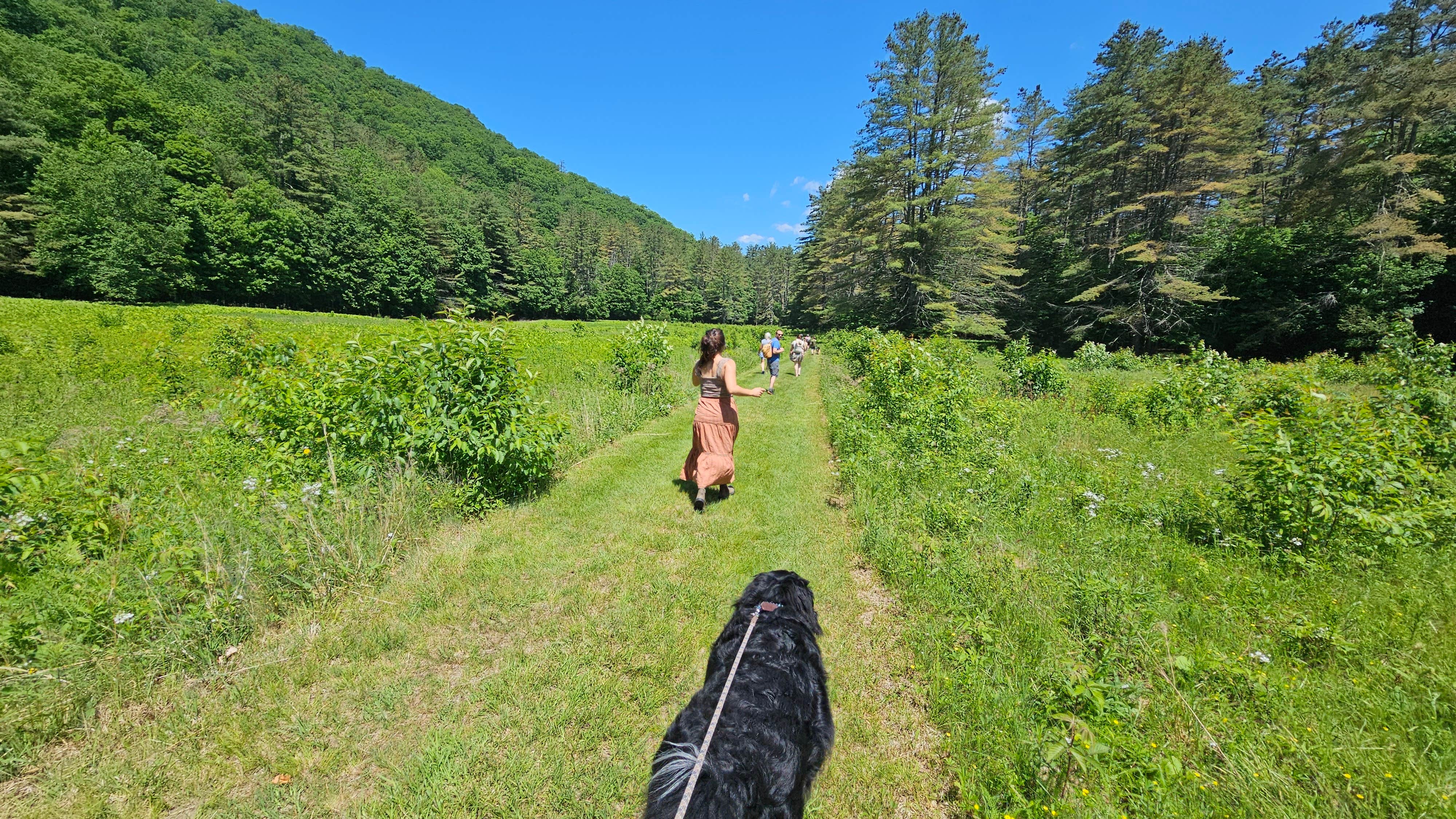 Matt R.'s photo of camping with pets at Mohawk Trail State Forest Campground near Cheshire, MA