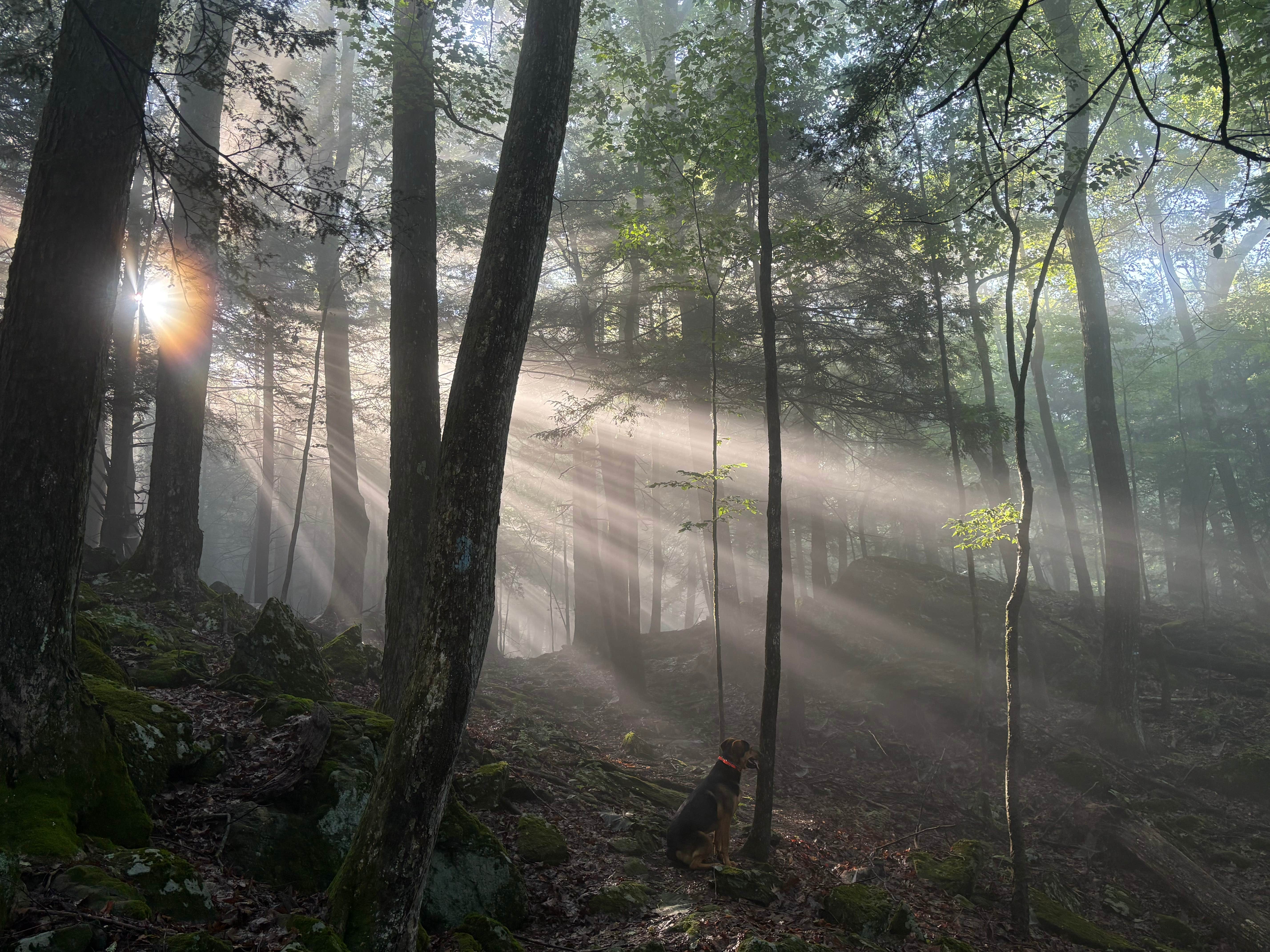 susan F.'s photo of camping with pets at October Mountain State Forest Campground near Ghent, NY