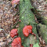 Review photo of October Mountain State Forest Campground by susan F., July 26, 2026