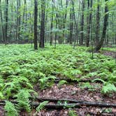 Review photo of October Mountain State Forest Campground by susan F., July 26, 2026