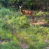 Review photo of Wompatuck State Park Campground by Jake C., August 7, 2026