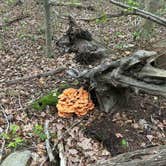 Review photo of Wompatuck State Park Campground by Paulina B., June 21, 2024