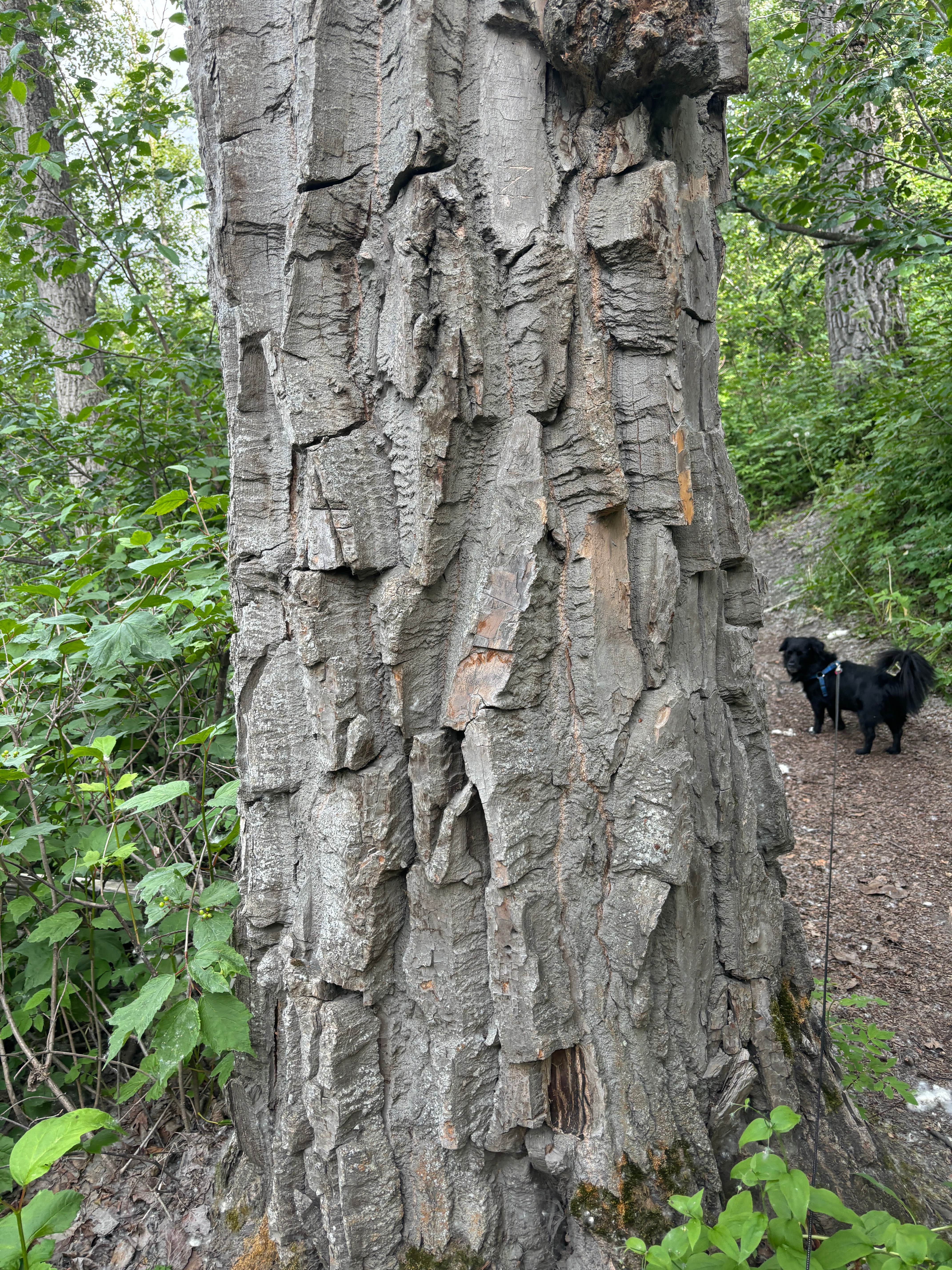 Kevin H.'s photo of camping with pets at Matanuska River Park Campground near Anchorage, AK