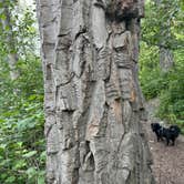 Review photo of Matanuska River Park Campground by Kevin H., July 5, 2024