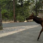 Review photo of Mather Campground by Jeff B., July 17, 2026
