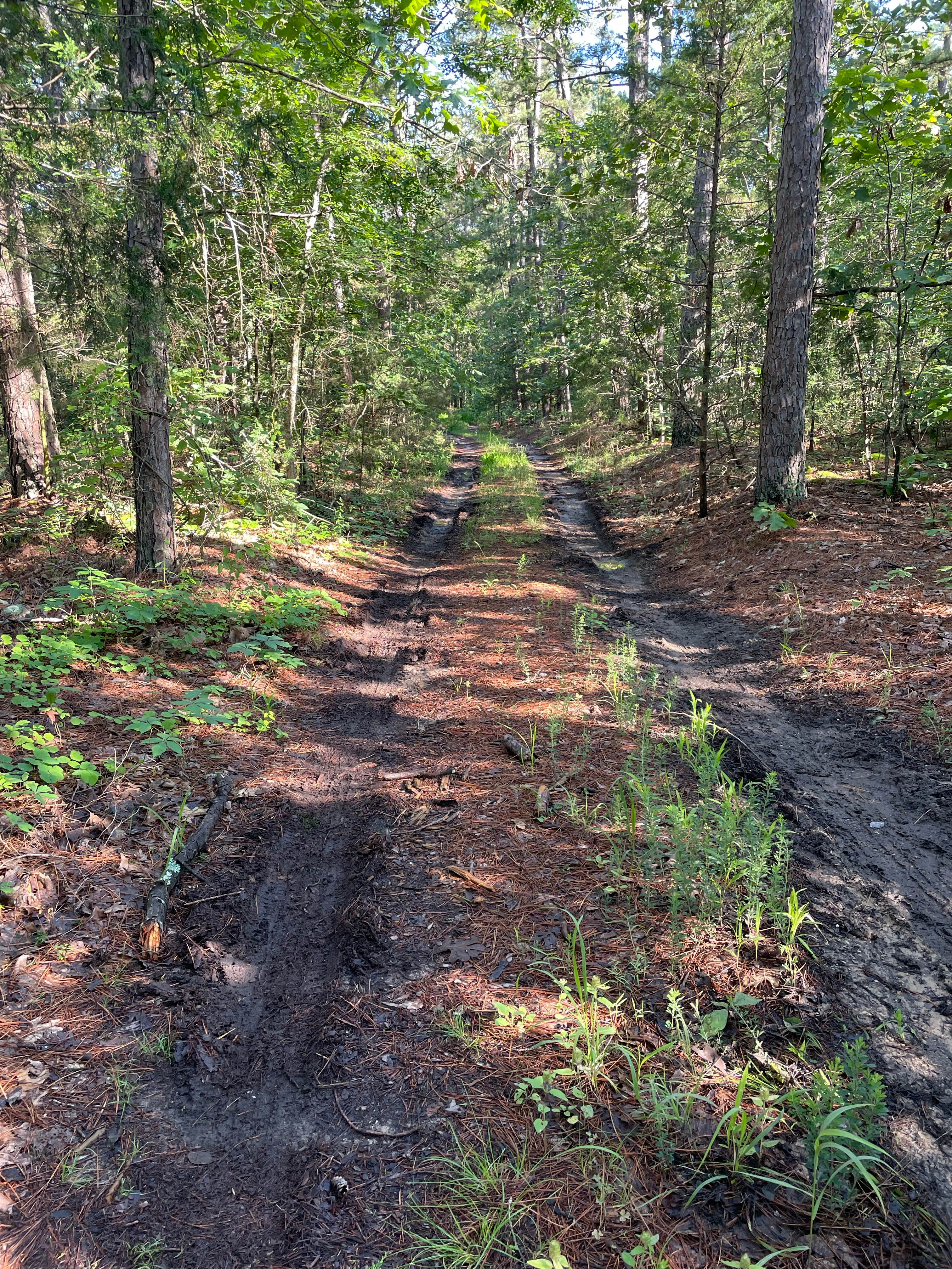 Camper submitted image from Matney Knob disbursed - 1