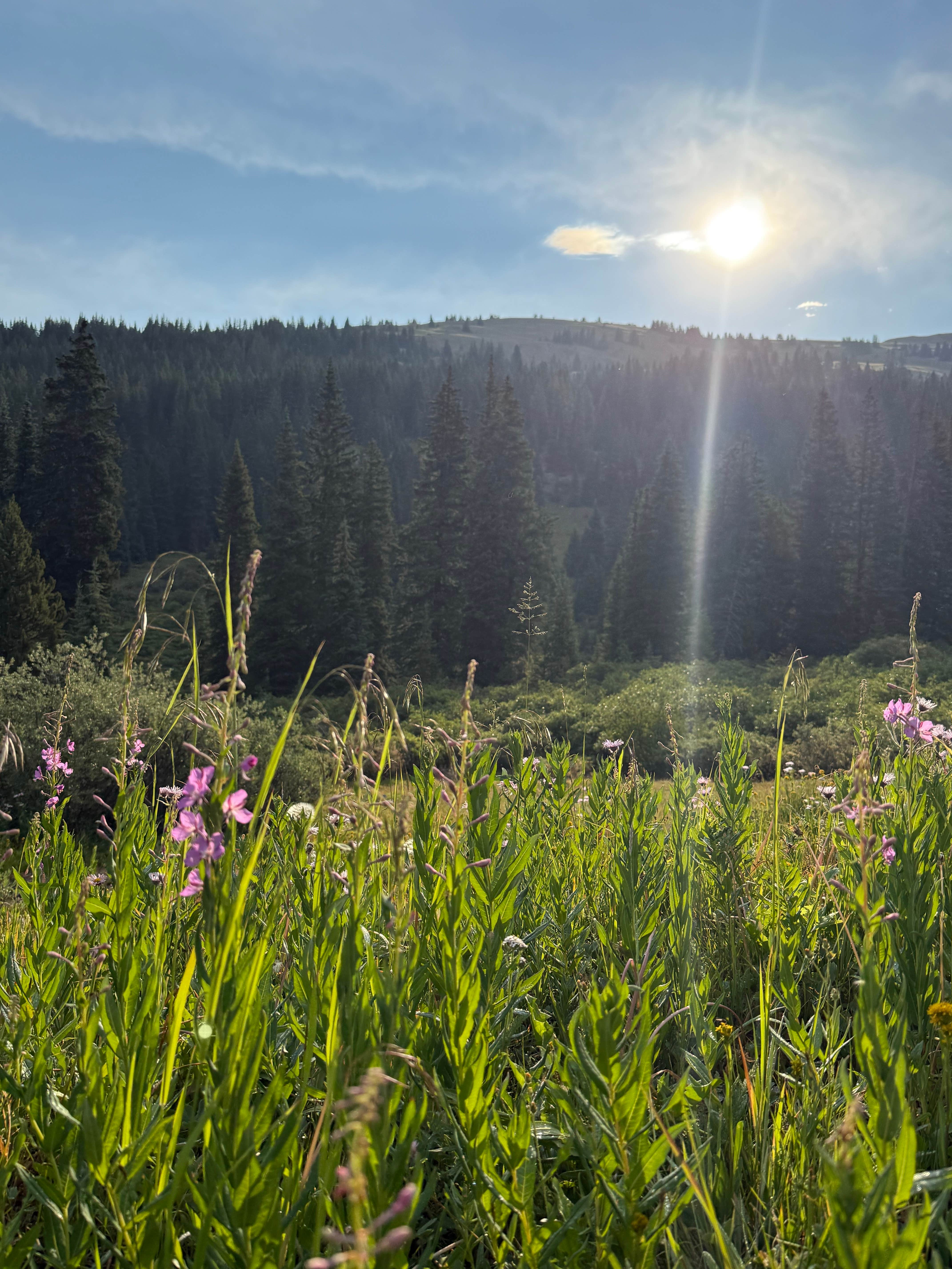 Camping near Buckeye Gultch Dispersed: Mayflower Gulch, Climax, Colorado