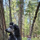 Review photo of McArthur-Burney Falls Memorial State Park Campground by Gina D., May 22, 2024