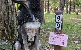 Gina D.'s photo of camping with pets at McArthur-Burney Falls Memorial State Park Campground near Modoc National Forest
