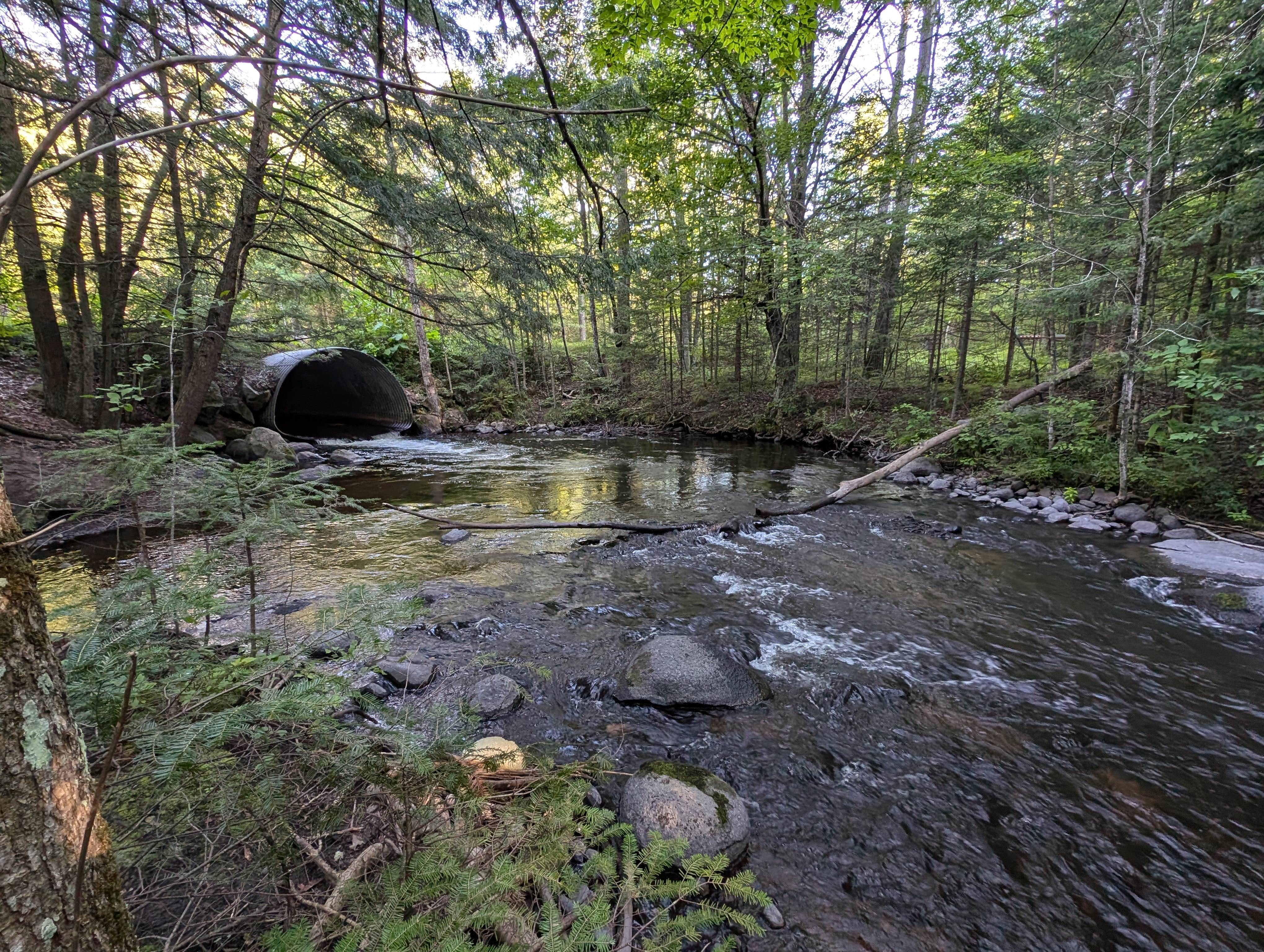 Camper submitted image from McCaslin Brook Dispersed site - 4