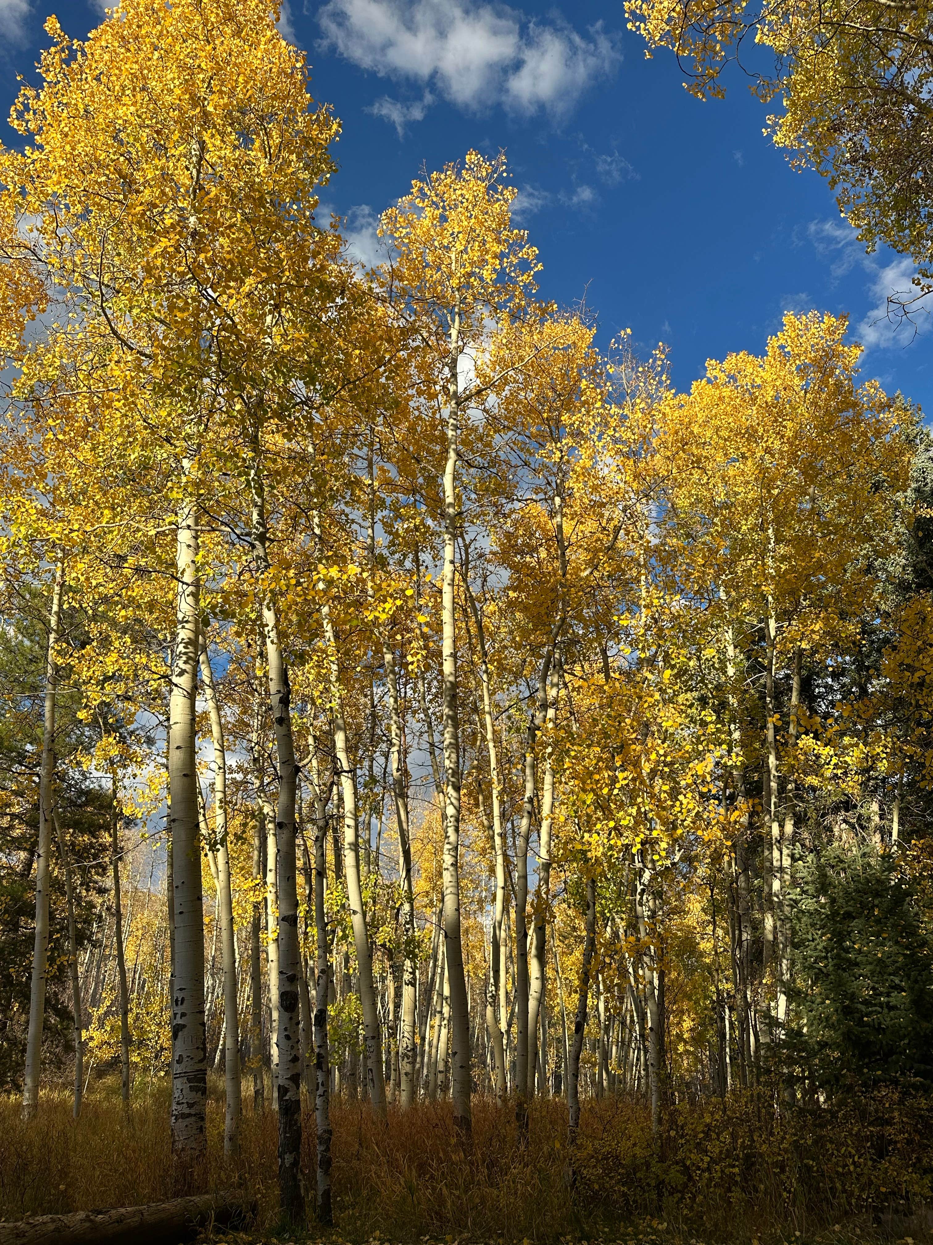 Camper-submitted photo at McClure Campground near Gunnison National Forest