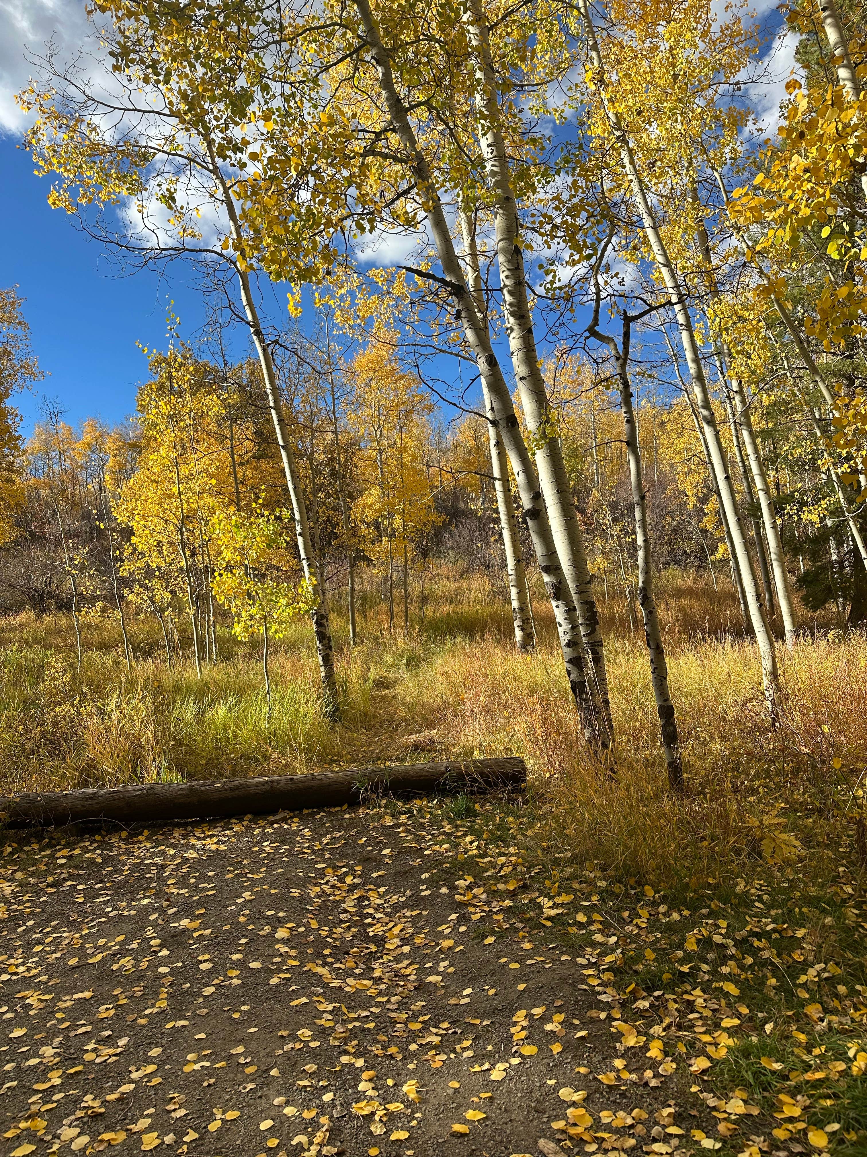 Camper-submitted photo at McClure Campground near Gunnison National Forest