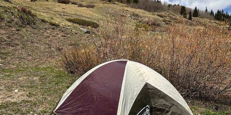 Camper submitted image from McCullough Gulch Designated Dispersed Camping