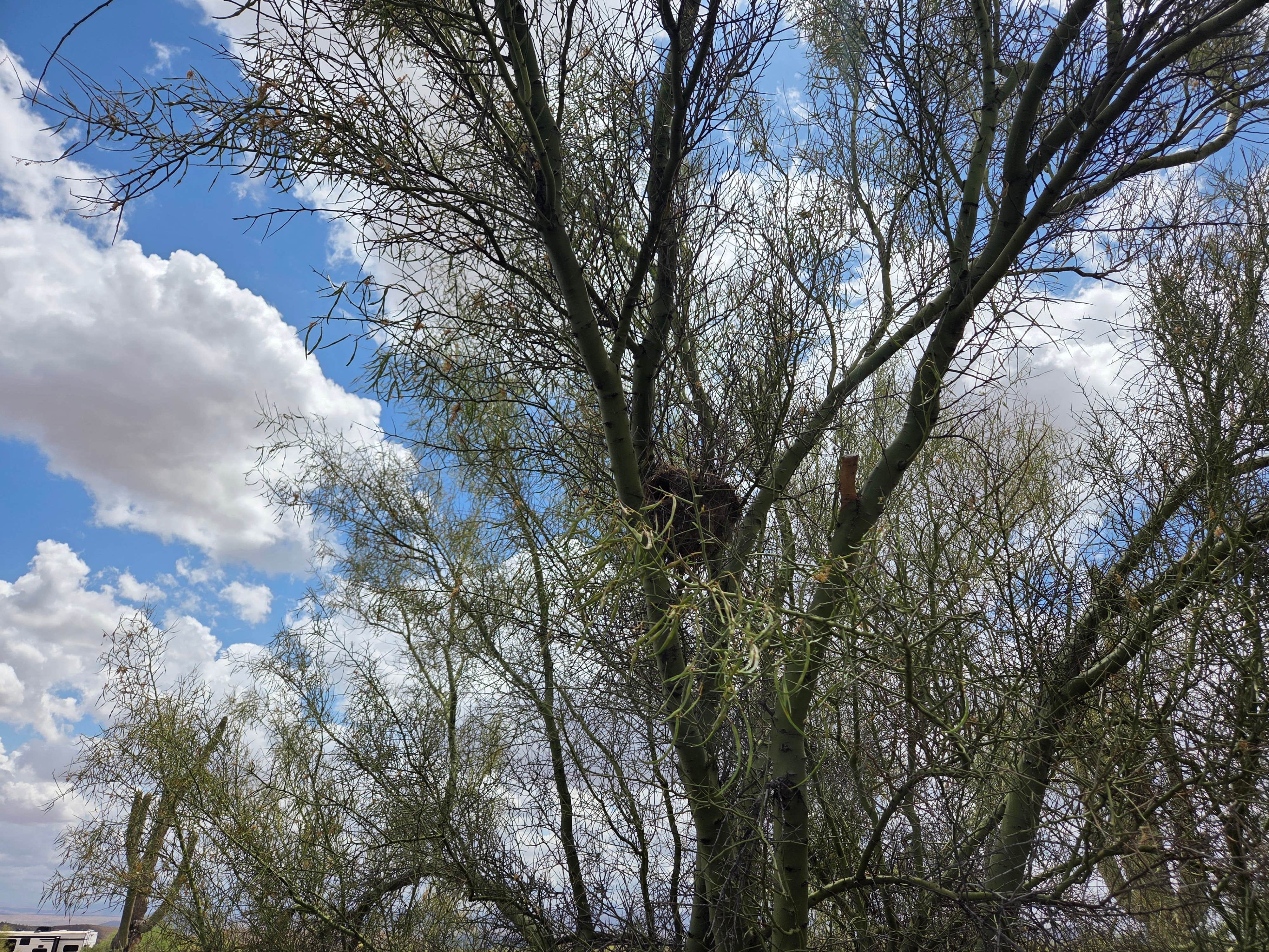 John R.'s photo of a dispersed camping area at McDowell Mountain Regional Park near Mesa, AZ