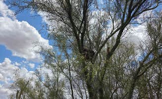 John R.'s photo of a dispersed camping area at McDowell Mountain Regional Park near Chandler, AZ